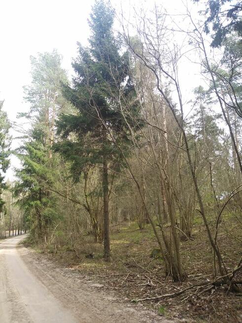 Sprzedam działkę leśną