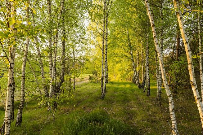 Urokliwe działki z dostępem do rzeki Narew