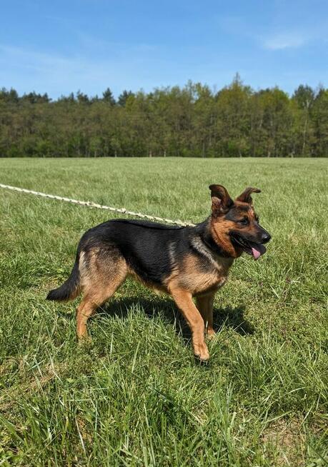 Nena-piękna młoda w typie owczarka niemieckiego czeka na dom