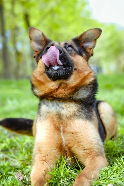 Nena-piękna młoda w typie owczarka niemieckiego czeka na dom