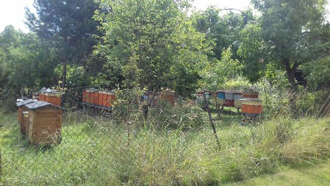 Sprzedam rodziny pszczele - z ulami - okolice Krakowa
