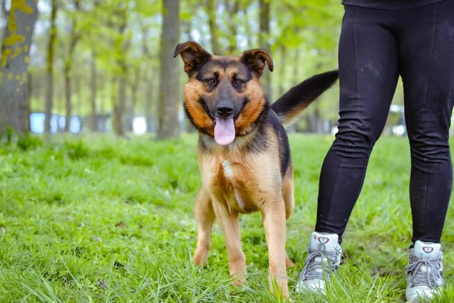 Nena-piękna młoda w typie owczarka niemieckiego czeka na dom