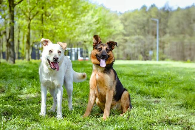 Nena-piękna młoda w typie owczarka niemieckiego czeka na dom