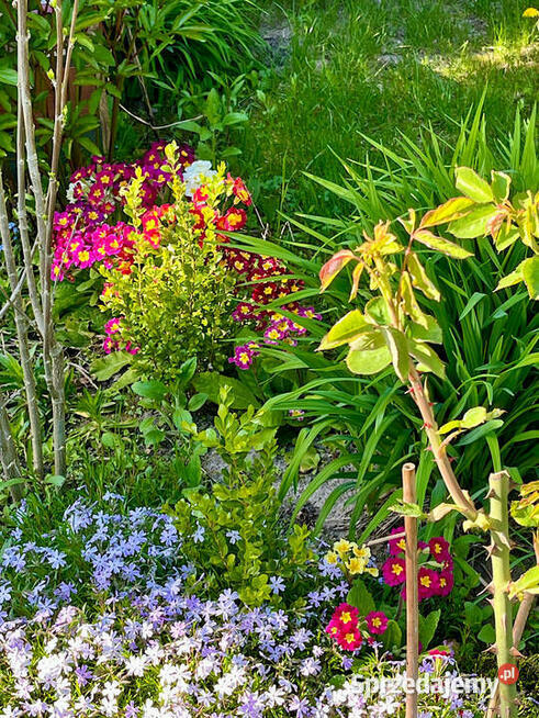 Działka ROD Szczęśliwice