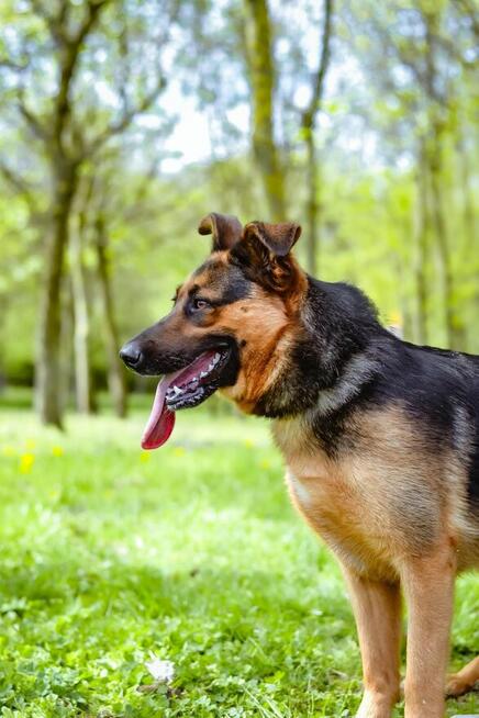 Nena-piękna młoda w typie owczarka niemieckiego czeka na dom