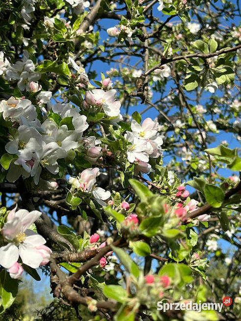 Działka ROD Szczęśliwice