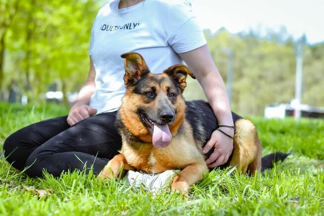 Nena-piękna młoda w typie owczarka niemieckiego czeka na dom