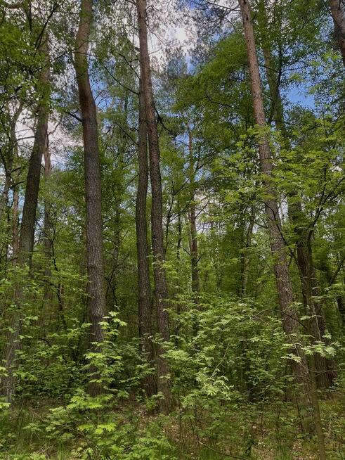 Działka budowlana Rekreacyjna Grabia gmina siedziejowice