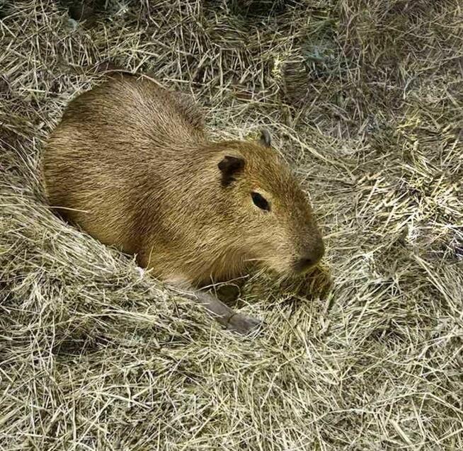 Kapibara Na sprzedaż