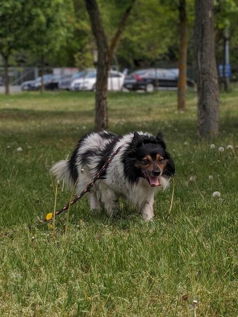 Kolorek- średniej wielkości piesek czeka na wyrozumiały dom