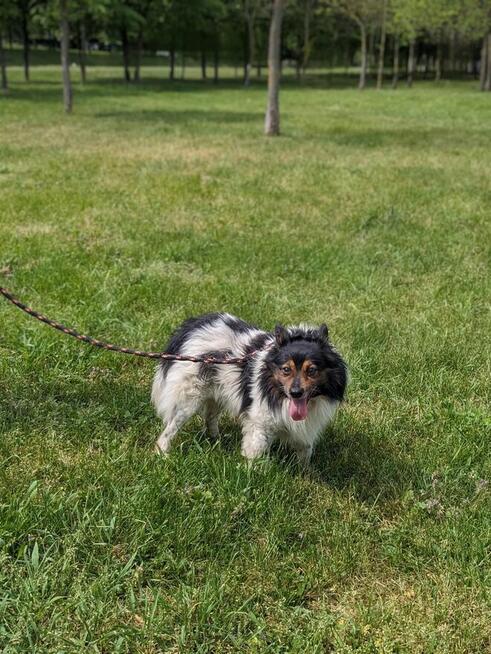 Kolorek- średniej wielkości piesek czeka na wyrozumiały dom