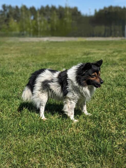Kolorek- średniej wielkości piesek czeka na wyrozumiały dom