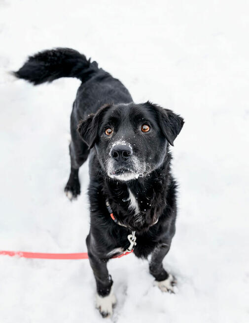 Kochane psie cudo do adopcji Hamlet szuka domu seniorek