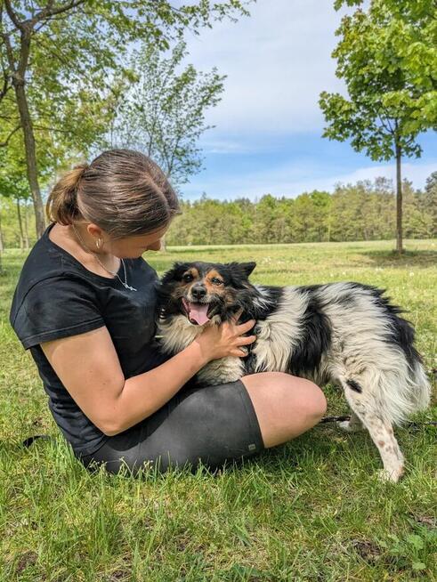 Kolorek- średniej wielkości piesek czeka na wyrozumiały dom