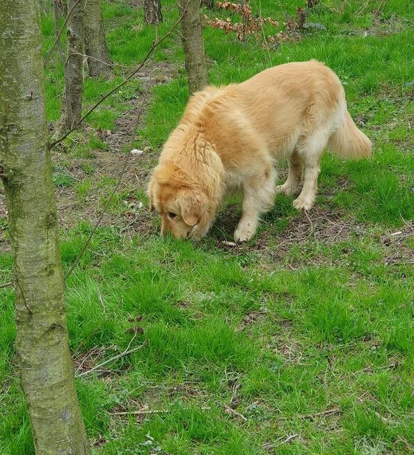 Szczeniaczki Golden Retriver