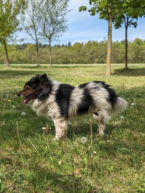 Kolorek- średniej wielkości piesek czeka na wyrozumiały dom