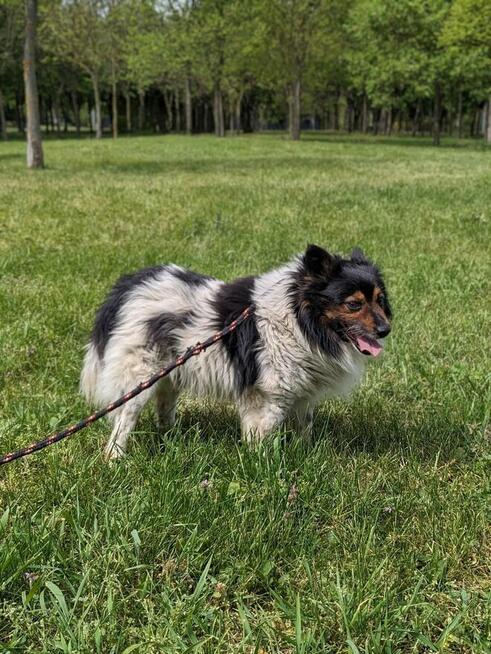 Kolorek- średniej wielkości piesek czeka na wyrozumiały dom