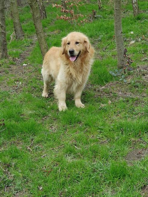Szczeniaczki Golden Retriver