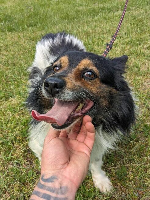 Kolorek- średniej wielkości piesek czeka na wyrozumiały dom