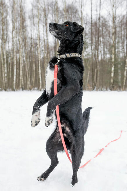 Do adopcji Hamlet vel Łapek kochany senior szuka domu 19kg