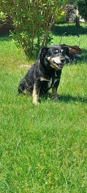 Do adopcji Herman 6letni 14kg mały, spokojny kundelek