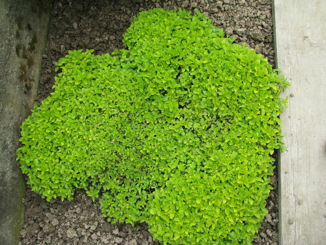 Oregano - lebiodka, melisa, mięta, lubczyk, szczaw z gruntu