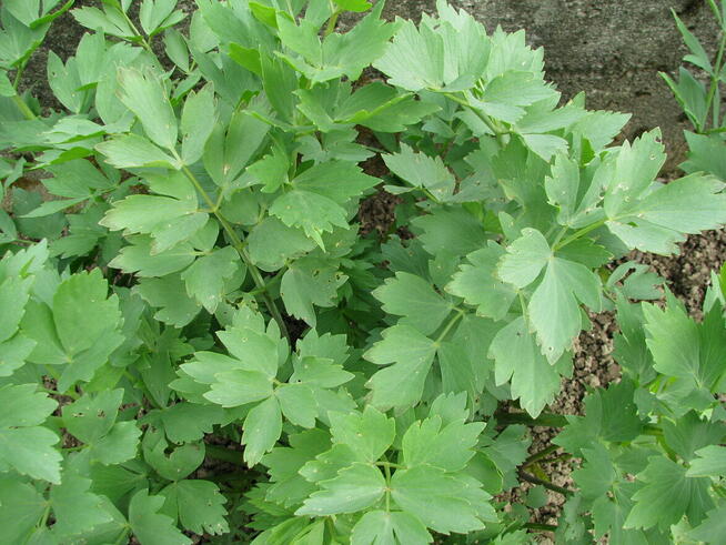 Oregano - lebiodka, melisa, mięta, lubczyk, szczaw z gruntu