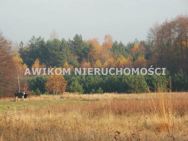 Działka siedliskowa Skierniewice Borowiny