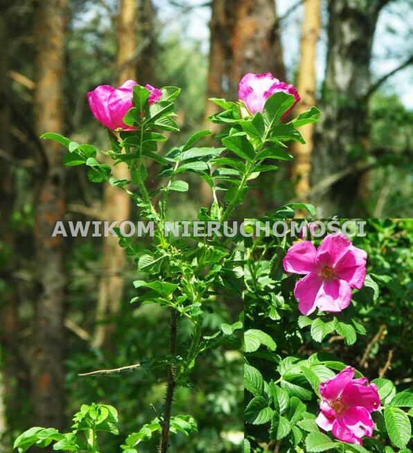 Działka siedliskowa Skierniewice Borowiny
