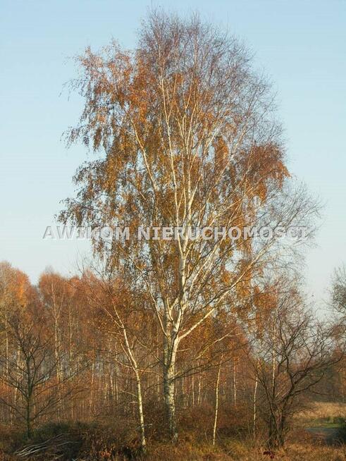 Działka Skierniewice Borowiny