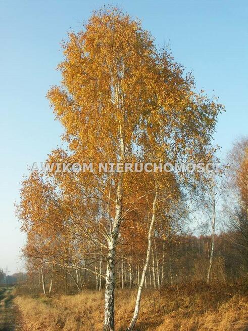Działka rolna Skierniewice Borowiny