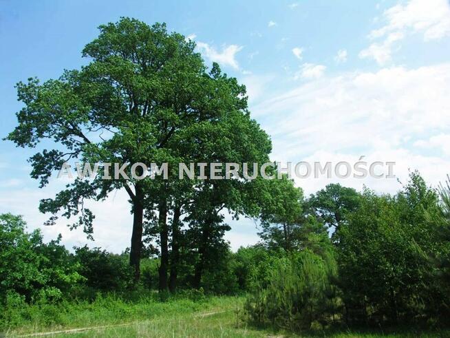 Działka rolna Skierniewice Borowiny