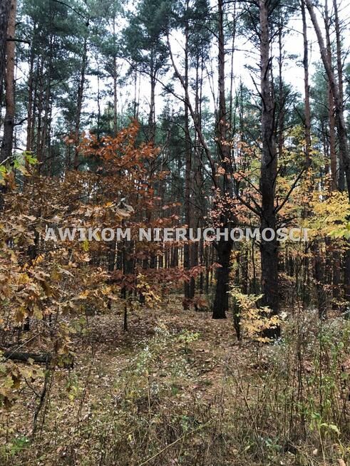 Działka leśna Nidzica Wały