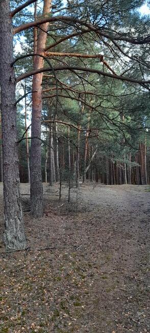 DZIAŁKA LEŚNA SWORNEGACIE