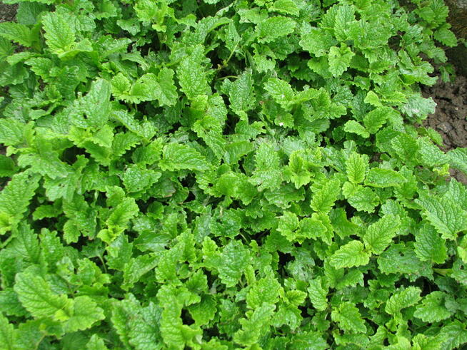 Oregano - lebiodka, melisa, mięta, lubczyk, szczaw z gruntu