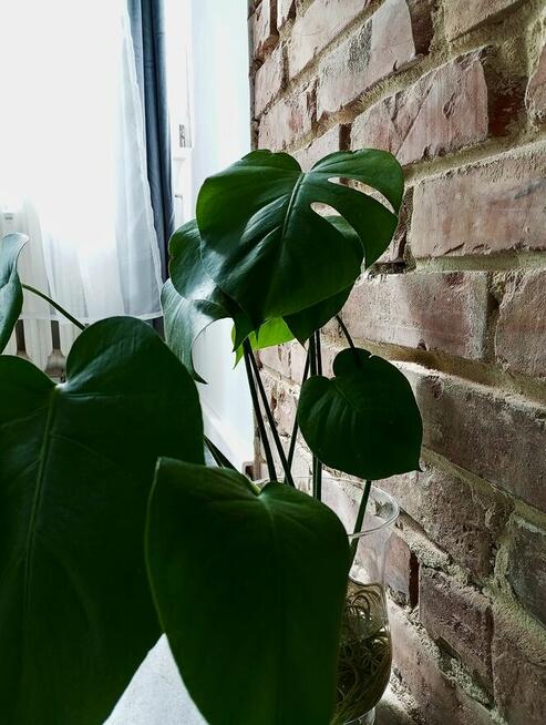 apartament MONSTERA-dni, tygodnie, miesiące