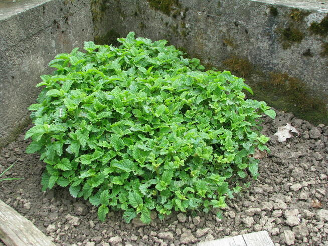 Oregano - lebiodka, melisa, mięta, lubczyk, szczaw z gruntu