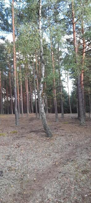 DZIAŁKA LEŚNA SWORNEGACIE