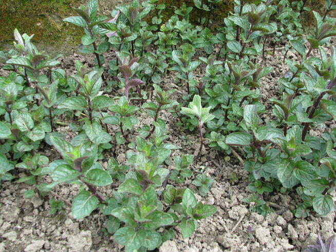 Oregano - lebiodka, melisa, mięta, lubczyk, szczaw z gruntu