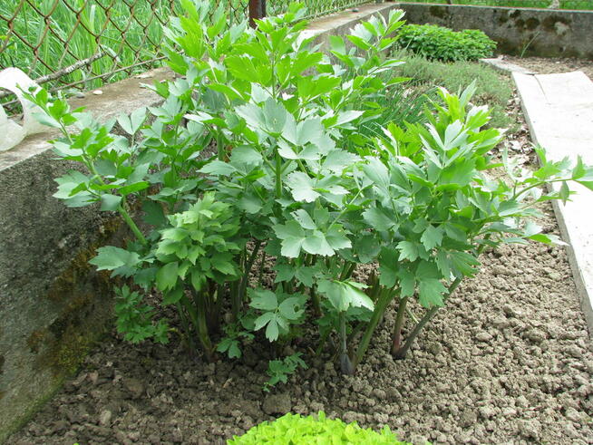 Oregano - lebiodka, melisa, mięta, lubczyk, szczaw z gruntu