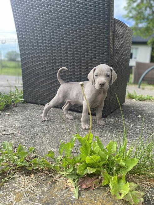 Wyżeł weimarski FCI