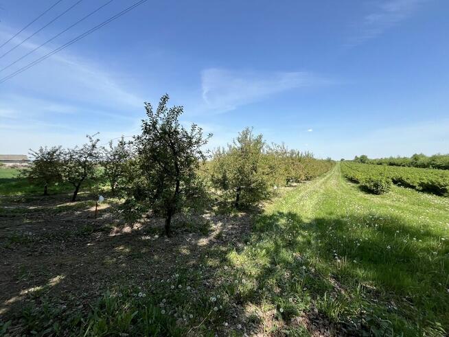 Działka rolno-budowlana w Kamieniu Kolonii.