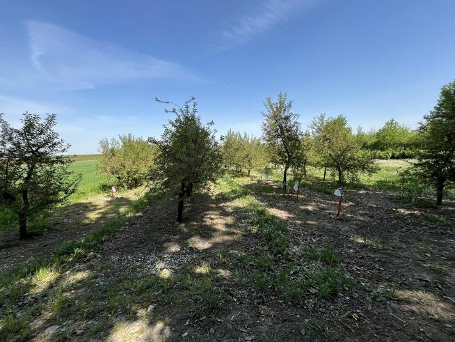 Działka rolno-budowlana w Kamieniu Kolonii.