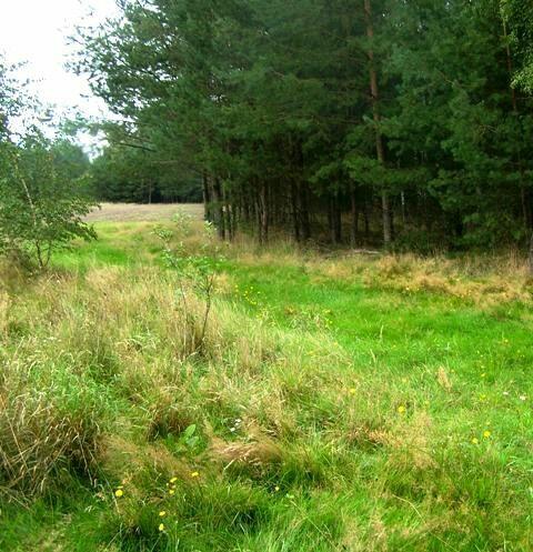 Działka rekreacyjna Marylin gm. Drawsko,