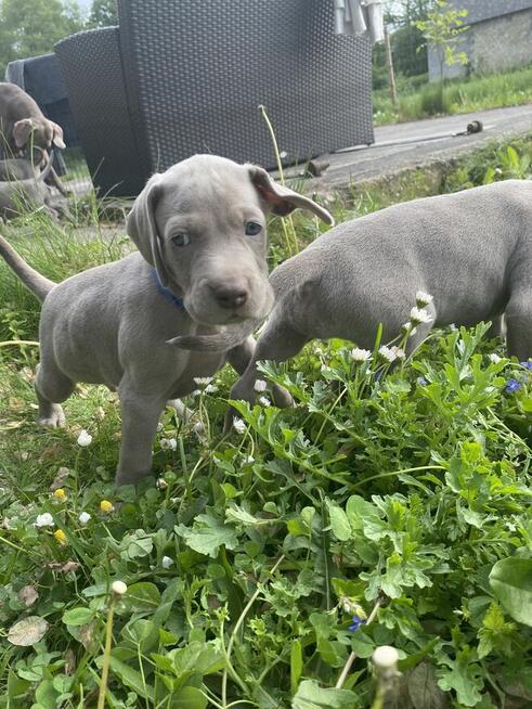 Wyżeł weimarski FCI