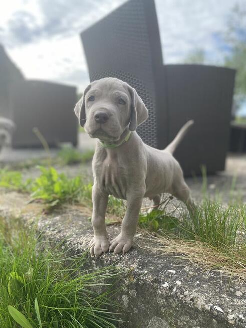 Wyżeł weimarski FCI