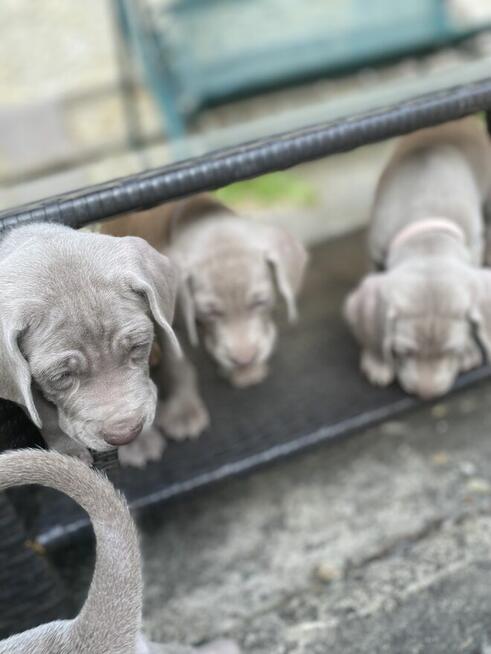 Wyżeł weimarski FCI