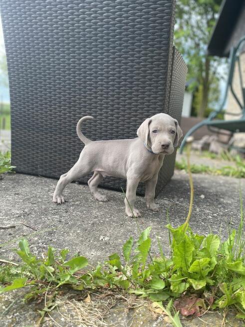 Wyżeł weimarski FCI