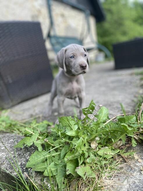 Wyżeł weimarski FCI