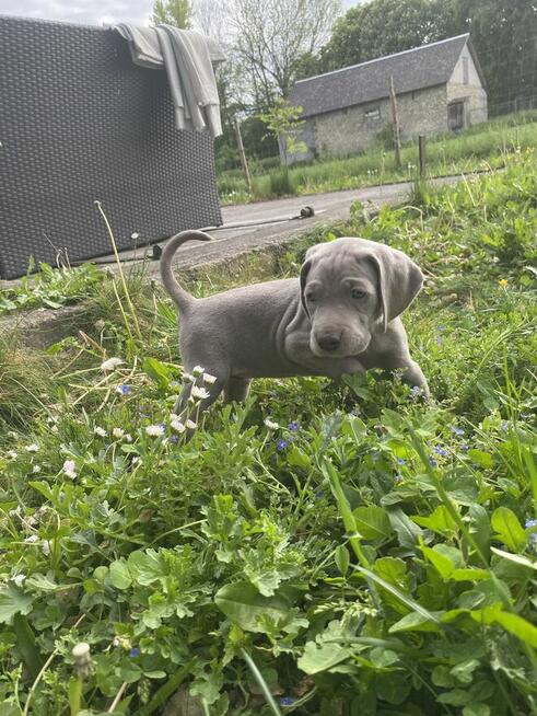 Wyżeł weimarski FCI